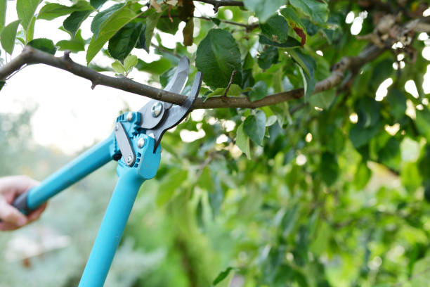 Best Tree Trimming Near Me  in Stone Ridge, VA